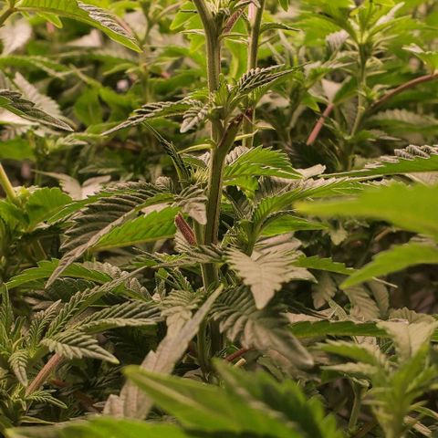 Glookies growlog timeline photo