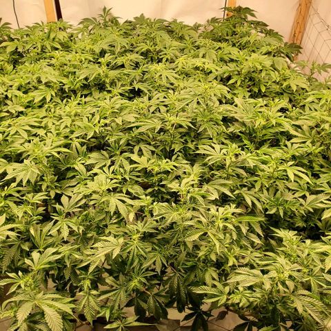 Glookies growlog timeline photo