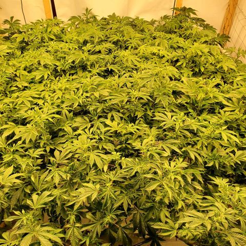 Glookies growlog timeline photo