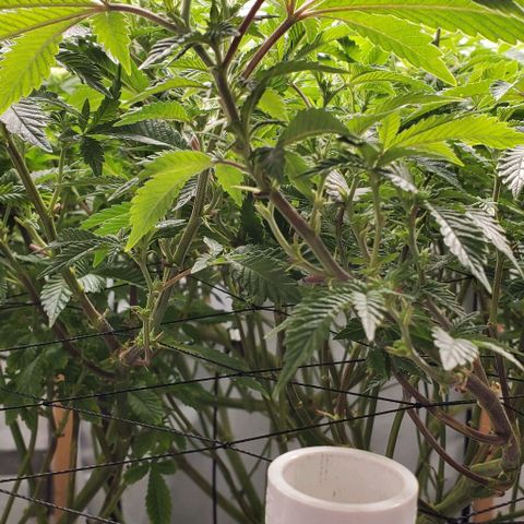 Glookies growlog timeline photo