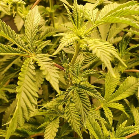 Glookies growlog timeline photo