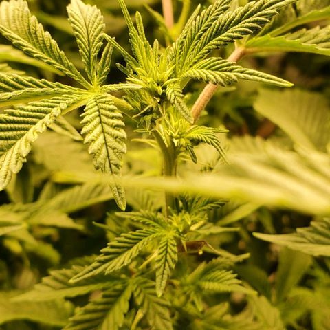 Glookies growlog timeline photo