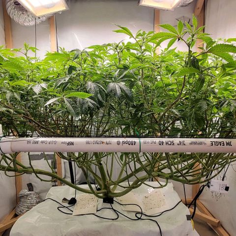 Glookies growlog timeline photo
