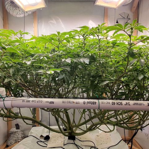Glookies growlog timeline photo