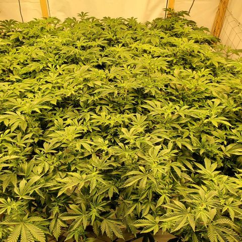 Glookies growlog timeline photo
