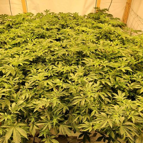 Glookies growlog timeline photo