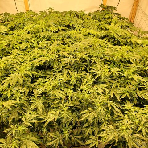Glookies growlog timeline photo