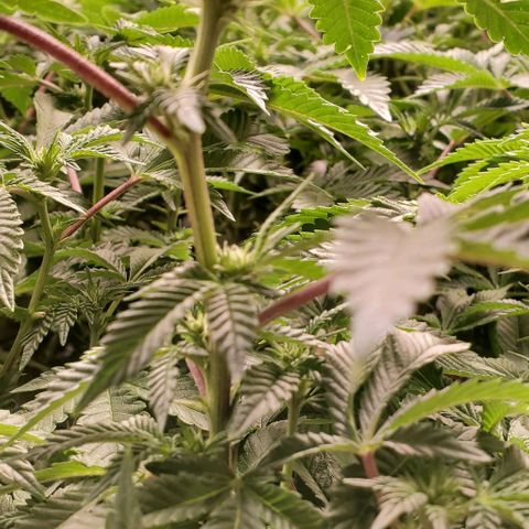 Glookies growlog timeline photo
