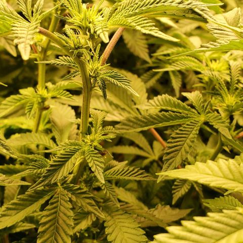 Glookies growlog timeline photo