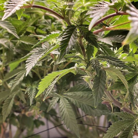 Glookies growlog timeline photo
