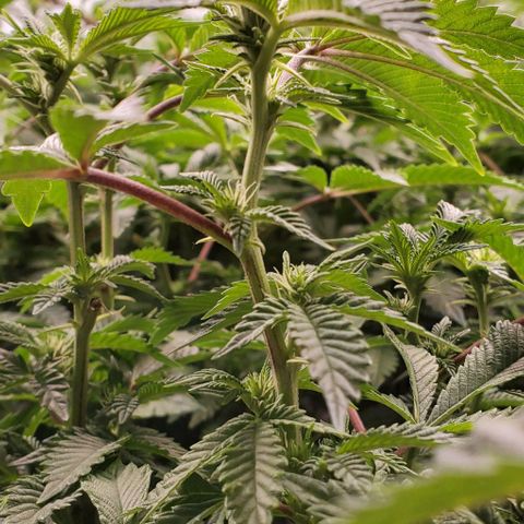 Glookies growlog timeline photo