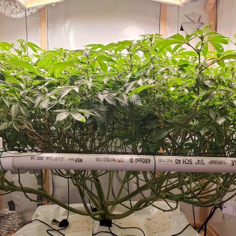 Glookies growlog timeline photo