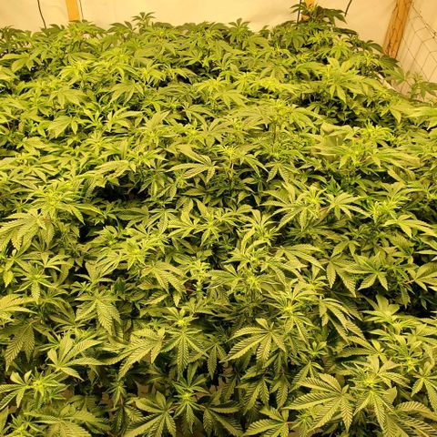 Glookies growlog timeline photo