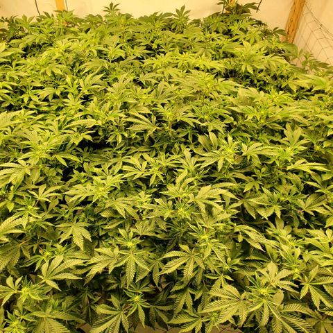 Glookies growlog timeline photo