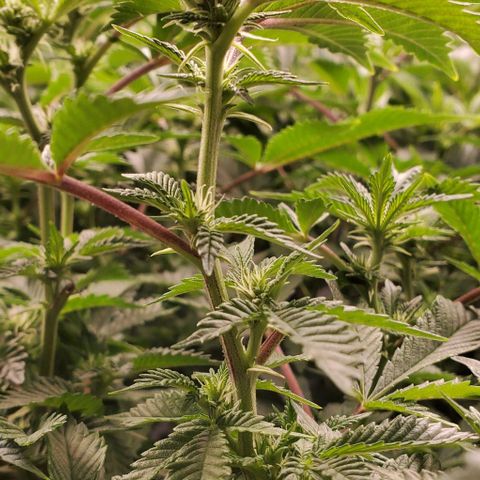Glookies growlog timeline photo