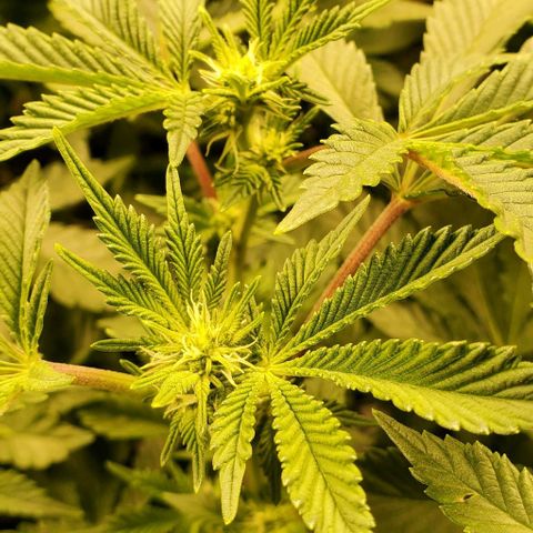 Glookies growlog timeline photo