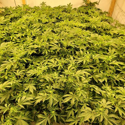 Glookies growlog timeline photo