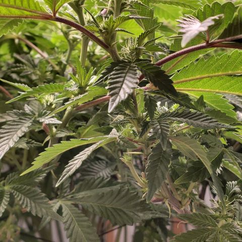 Glookies growlog timeline photo