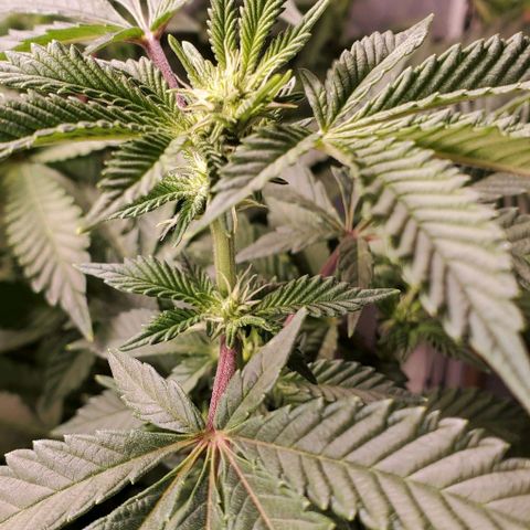 Glookies growlog timeline photo