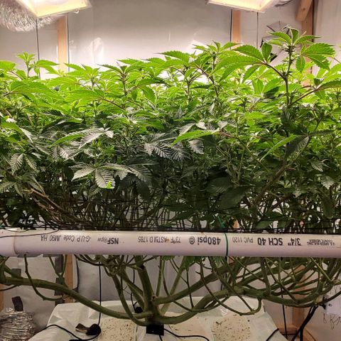 Glookies growlog timeline photo