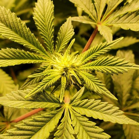 Glookies growlog timeline photo