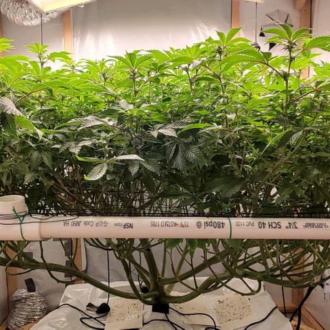 Glookies growlog timeline photo