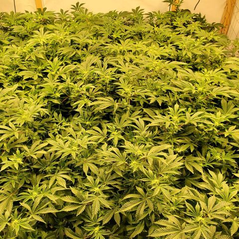 Glookies growlog timeline photo