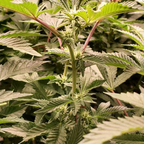 Glookies growlog timeline photo