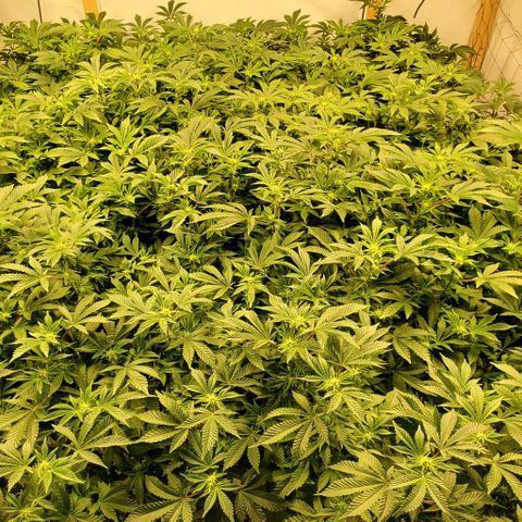 Glookies growlog timeline photo
