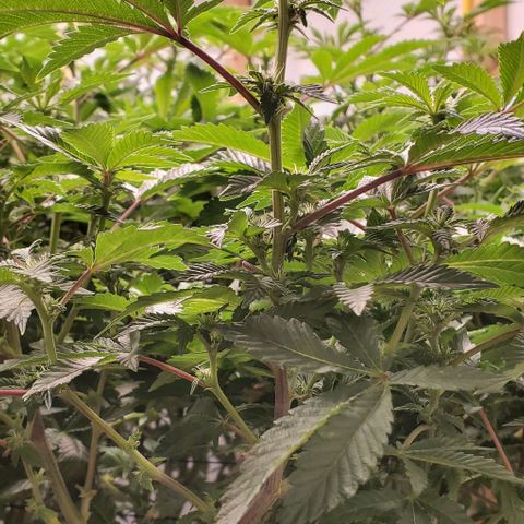 Glookies growlog timeline photo