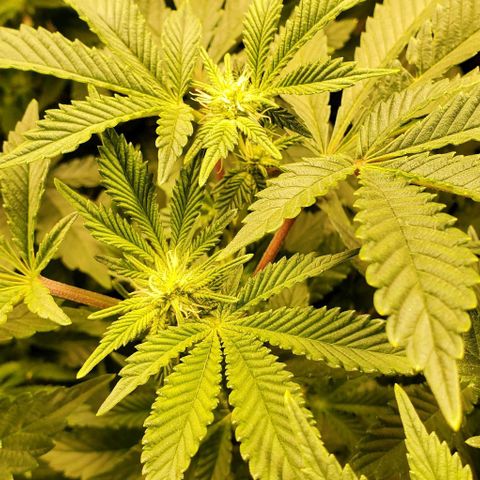 Glookies growlog timeline photo
