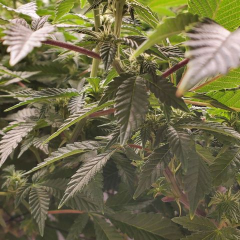 Glookies growlog timeline photo