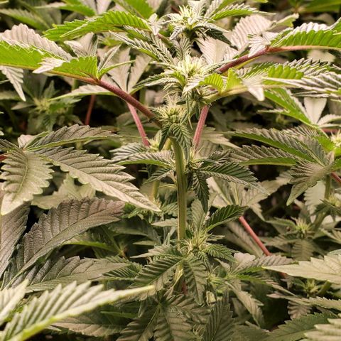Glookies growlog timeline photo
