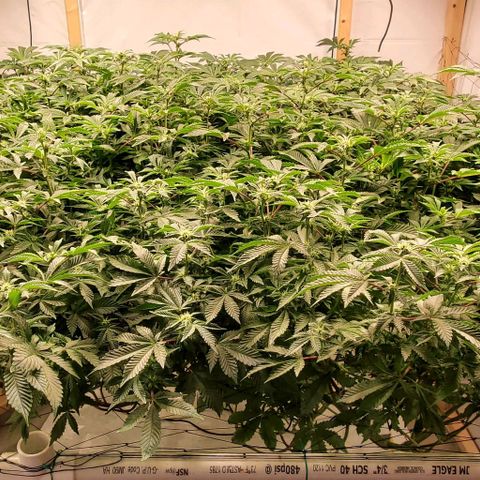 Glookies growlog timeline photo