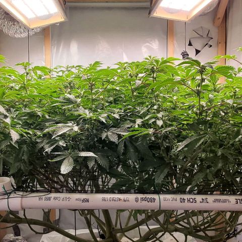 Glookies growlog timeline photo