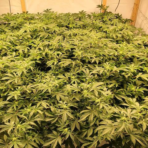 Glookies growlog timeline photo