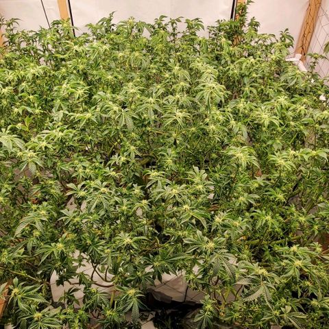 Glookies growlog timeline photo