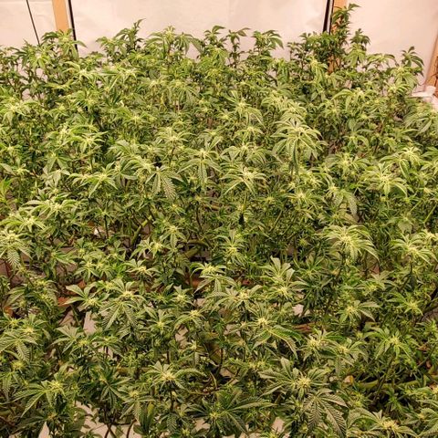 Glookies growlog timeline photo