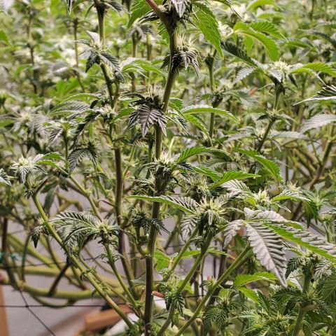 Glookies growlog timeline photo