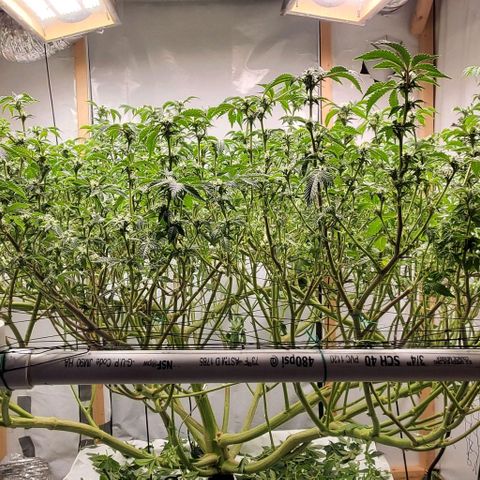 Glookies growlog timeline photo