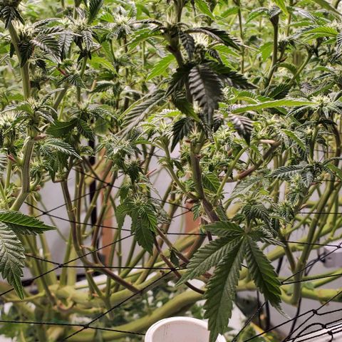 Glookies growlog timeline photo