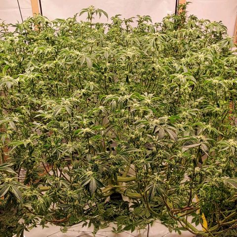 Glookies growlog timeline photo