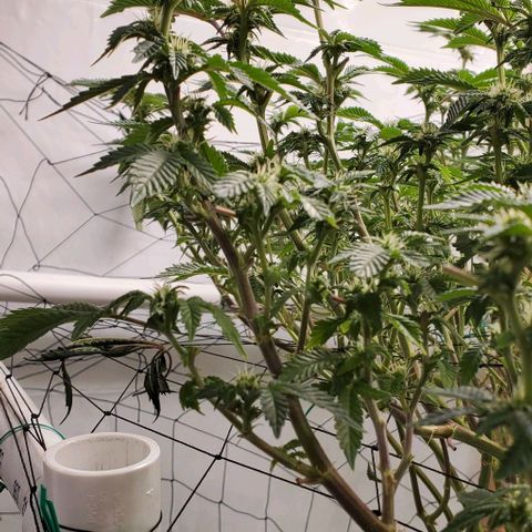 Glookies growlog timeline photo