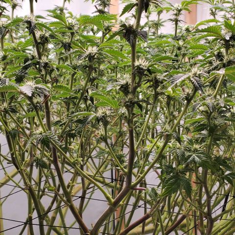 Glookies growlog timeline photo