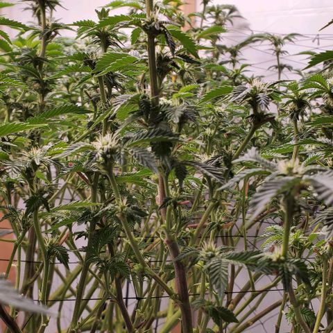 Glookies growlog timeline photo