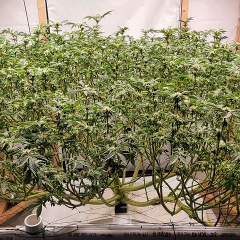Glookies growlog timeline photo