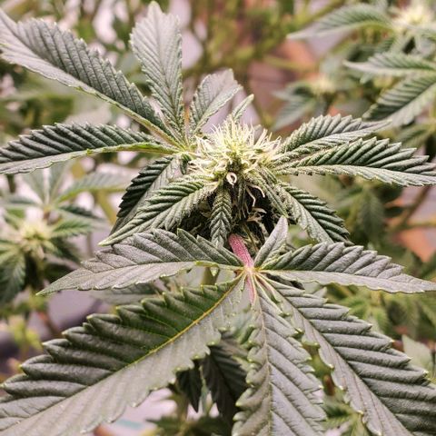 Glookies growlog timeline photo