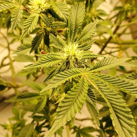Glookies growlog timeline photo