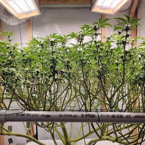 Glookies growlog timeline photo