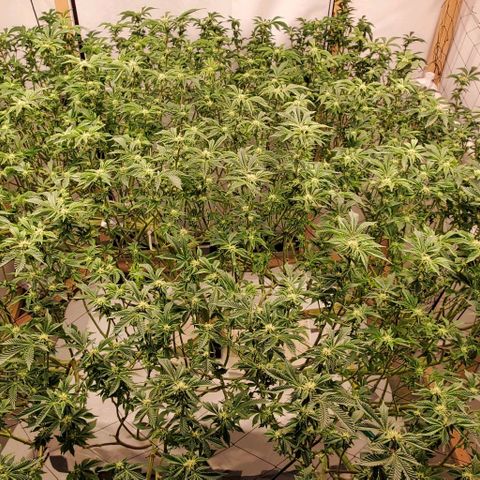 Glookies growlog timeline photo